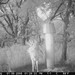 Hanke's Hunts Kansas Game Camera Photo