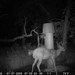 Hanke's Hunts Kansas Game Camera Photo