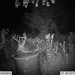 Hanke's Hunts Kansas Game Camera Photo