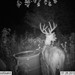 Hanke's Hunts Kansas Game Camera Photo