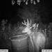 Hanke's Hunts Kansas Game Camera Photo