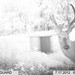 Hanke's Hunts Kansas Game Camera Photo