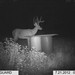 Hanke's Hunts Kansas Game Camera Photo