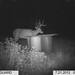 Hanke's Hunts Kansas Game Camera Photo