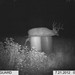 Hanke's Hunts Kansas Game Camera Photo