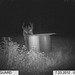 Hanke's Hunts Kansas Game Camera Photo