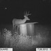 Hanke's Hunts Kansas Game Camera Photo
