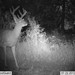 Hanke's Hunts Kansas Game Camera Photo