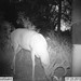 Hanke's Hunts Kansas Game Camera Photo