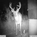 Hanke's Hunts Kansas Game Camera Photo
