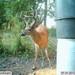 Hanke's Hunts Kansas Game Camera Photo