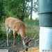 Hanke's Hunts Kansas Game Camera Photo