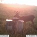 Hanke's Hunts Kansas Game Camera Photo