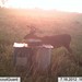 Hanke's Hunts Kansas Game Camera Photo