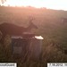 Hanke's Hunts Kansas Game Camera Photo