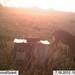 Hanke's Hunts Kansas Game Camera Photo