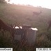 Hanke's Hunts Kansas Game Camera Photo