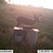 Hanke's Hunts Kansas Game Camera Photo
