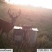 Hanke's Hunts Kansas Game Camera Photo