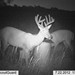 Hanke's Hunts Kansas Game Camera Photo