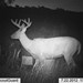 Hanke's Hunts Kansas Game Camera Photo
