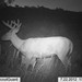 Hanke's Hunts Kansas Game Camera Photo
