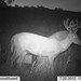 Hanke's Hunts Kansas Game Camera Photo