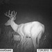 Hanke's Hunts Kansas Game Camera Photo