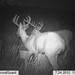 Hanke's Hunts Kansas Game Camera Photo