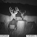 Hanke's Hunts Kansas Game Camera Photo