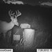 Hanke's Hunts Kansas Game Camera Photo