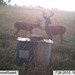 Hanke's Hunts Kansas Game Camera Photo