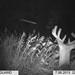 Hanke's Hunts Kansas Game Camera Photo