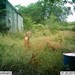 Hanke's Hunts Kansas Game Camera Photo