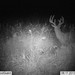 Hanke's Hunts Kansas Game Camera Photo