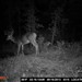 Hanke's Hunts Kansas Game Camera Photo
