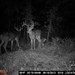 Hanke's Hunts Kansas Game Camera Photo