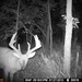 Hanke's Hunts Kansas Game Camera Photo