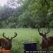 Hanke's Hunts Kansas Game Camera Photo