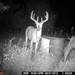 Hanke's Hunts Kansas Game Camera Photo