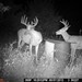 Hanke's Hunts Kansas Game Camera Photo