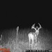Hanke's Hunts Kansas Game Camera Photo