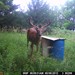 Hanke's Hunts Kansas Game Camera Photo