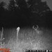 Hanke's Hunts Kansas Game Camera Photo