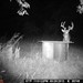 Hanke's Hunts Kansas Game Camera Photo
