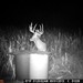 Hanke's Hunts Kansas Game Camera Photo