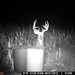 Hanke's Hunts Kansas Game Camera Photo