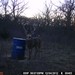 Hanke's Hunts Kansas Game Camera Photo
