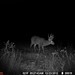 Hanke's Hunts Kansas Game Camera Photo
