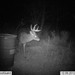 Hanke's Hunts Kansas Game Camera Photo